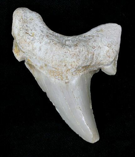Otodus Shark Tooth Fossil - Eocene #22657
